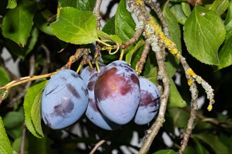 Plums on a branch with some blue fruits and green leaves