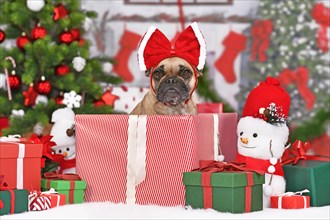 French Bulldog dog in Christmas gift box between many boxes next to Christmas tree