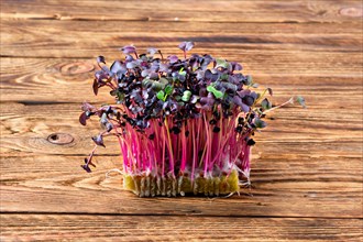 Fresh microgreens. Sprouts of sango radish on wooden background