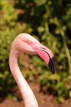 Pink greater flamingo