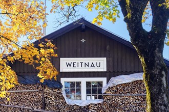 Former station shed with woodpile and maple leaves