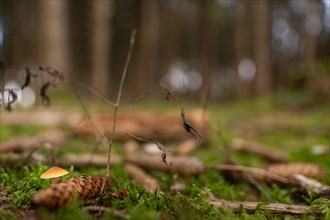 Idyll in the green forest. A small mushroom behind a pine cone taken from a low perspective in autumn with a blurred background
