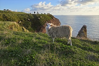Sheep at red rock edge at the North Sea