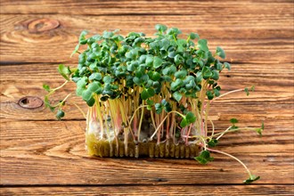Fresh microgreens. Sprouts of radish daikon on wooden background