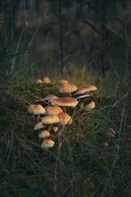 Mushrooms in the forest