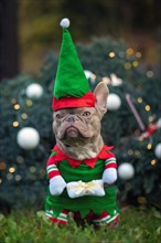 Funny lilac colored French Bulldog dog wearing a traditional cute christmas elf costume with arms holding present in front of decorated Christmas tree