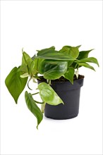 Whole tropical Philodendron Scandens house plant in flower pot isolated on white background