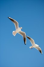 Pair of seagulls flying in the sky background