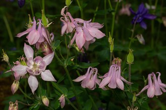 Wood columbine a few inflorescences with open pink flowers next to each other