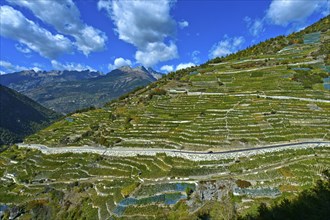 Vineyard terraces on a steep slope at the highest vineyard in Switzerland
