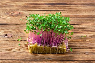 Fresh microgreens. Sprouts of kohlrabi on wooden background