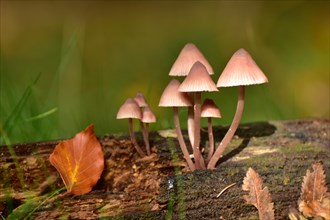 Mushroom growing in clumps on deadwood bleeding fairy helmet