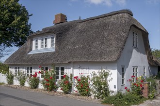 Thatched Frisian House
