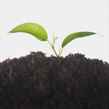 Seedling growing soil isolated white background. Resolution and high quality beautiful photo