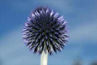 Blue globe thistle Inflorescence with many purple-blue flowers against a blue sky