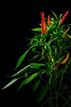 Macro photo of red thai chili pepper