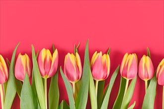 Pink and yellow tulip spring flowers in a row at bottom of pink colored background with blank copy space