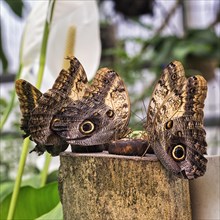Several owl butterfly