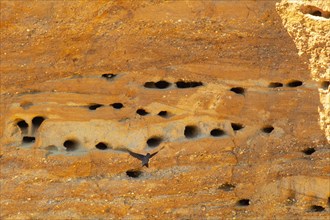 Sand martin flying right looking in front of sand wall with breeding holes