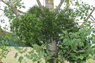 Hardwood european mistletoe