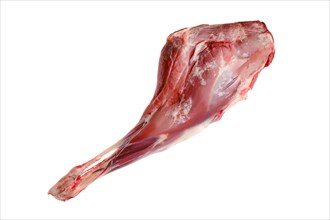 Raw hind quarter of deer leg isolated on white