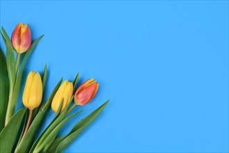 Bouquet of colorful yellow and orange tulip spring flowers in corner of blue background with blank copy space