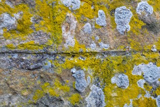 Sandstone wall overgrown with lichen