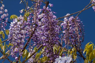 Blue rain flower panicle with a few open purple flowers against a blue sky