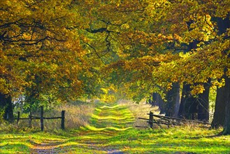 Idyllic avenue in autumn with old oak trees