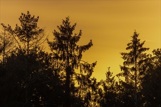 Silhouettes of fir trees against light at dusk. Alsace