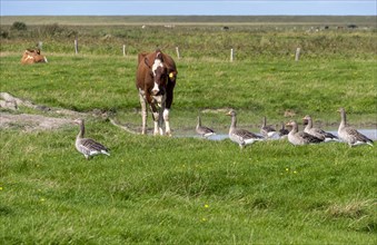 Greylag geese and cattle in a meadow