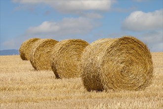 Stubble field with straw rolls