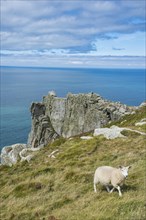 Sheep on the Island of Lundy