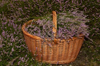 Heather flowering heather in basket in heather area