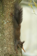 Squirrel hanging on tree trunk with outstretched hands looking down on right side
