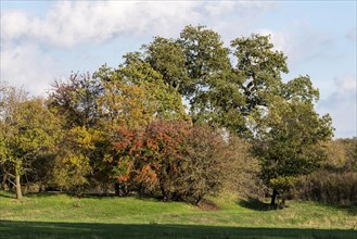 Autumnal deciduous trees