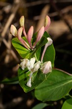 Garden honeysuckle inflorescence with closed white flowers and green leaves