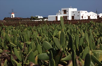(Opuntia) plantations for the breeding of the cochineal scale insect, near Guatiza, Lanzarote,