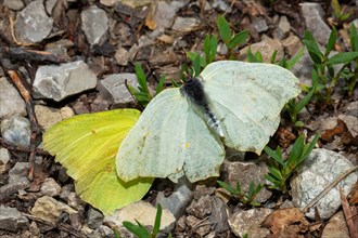 Brimstone two butterflies mating sitting on the ground looking different
