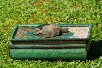 House Redstart with spread wings in table with water lying in green grass looking right