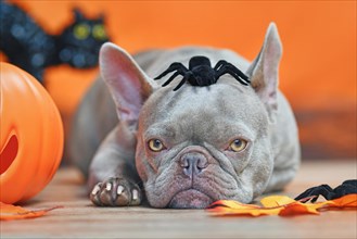 French Bulldog dog with Halloween spider on head in front of orange background