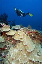 Diver swimming diving floating over coral reef of reef-building corals