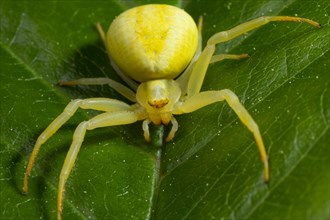 Variable crab spider yellow spider with spread legs sitting on green leaf from the front
