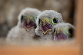Kestrel three fledglings with open beaks sitting in nest in church tower looking in