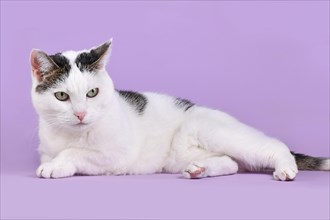 White and tabby European Shorthair cat lying down on violet background
