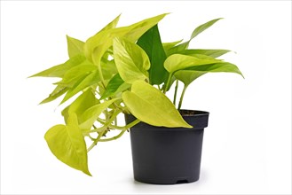 Tropical Epipremnum Aureum Lemon Lime houseplant with neon green leaves in flower pot isolated on white background