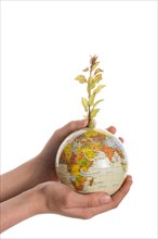 Hand holding a tree seedling on globe in hand on white background