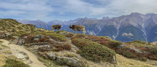 Cows in front of alpine view