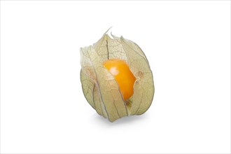 One physalis with shadow on white background