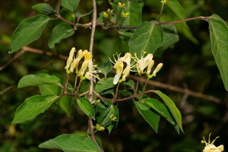 Red honeysuckle Inflorescence with closed and open yellow flowers and green leaves